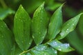 Wide green leaf, plant after rain Royalty Free Stock Photo