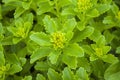 wide green leaves close summer background flowerbed