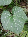 wide green leaves with white lines that grow in the yard of the house Royalty Free Stock Photo