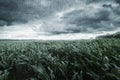 Green maize field in front of dramatic clouds and rain Royalty Free Stock Photo