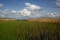 Wide green meadow with bright blue sky, beautiful cumulus clouds, summer background Royalty Free Stock Photo