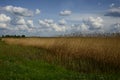 Wide green meadow with bright blue sky, beautiful cumulus clouds, summer background Royalty Free Stock Photo