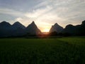 Wide green rice plants field and sunrise mountains