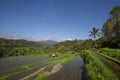 Wide green rice terraces at Bali Royalty Free Stock Photo