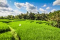 Wide green rice terraces - Bali, Indonesia Royalty Free Stock Photo