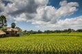 Wide green rice terraces - Bali, Indonesia Royalty Free Stock Photo