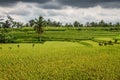 Wide green rice terraces - Bali, Indonesia Royalty Free Stock Photo