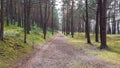 Wide hiking trail among tall pine trees in the first days of spring Royalty Free Stock Photo