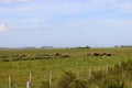 Wide horizons of the Uruguayan pampa