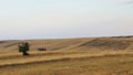 Wide image of beautiful yellow wheat fields and single green trees and combine harvesters under the sunlight of a cloudy sky Royalty Free Stock Photo