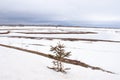 A wide landscape shot of a small pine tree against a clear empty snowy ground with some grassless ground can be seen. Blue cloudy