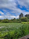 Wide landscape view of lily pads decorating the top of the water Royalty Free Stock Photo