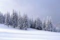 On the wide lawn there are many fir trees standing under the snow on the frosty winter day.