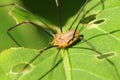 Wide-legs spider - Pholcus-phalangioides.