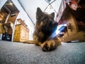 German shepherd dog resting, Cortina D`Ampezzo, Italy Royalty Free Stock Photo