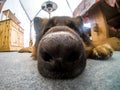 German shepherd dog resting, Cortina D`Ampezzo, Italy Royalty Free Stock Photo