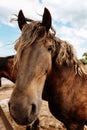 Wide lens portrait, long muzzle of domestic farm brown horse Royalty Free Stock Photo