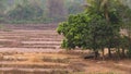 Terraced dry farmlands, forest scene, Myanmar