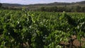 Spanish Vineyard Landscape, Codorniu Winery, Spain
