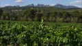 Panoramic View | Codorniu Winery Vineyard, Spain