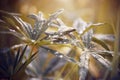 Wide lupine leaves strewn with dew drops Royalty Free Stock Photo