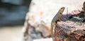 Wide macro closeup shot of a Chameleon Agamids Changeable Lizard Calotes versicolor while crawling on a tree branch Royalty Free Stock Photo