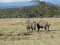 Wide mouth white rhinoceros Maasai Mara Royalty Free Stock Photo