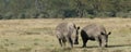 Wide mouth white rhinoceros Maasai Mara Royalty Free Stock Photo