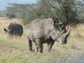Wide mouth white rhinoceros Maasai Mara Royalty Free Stock Photo