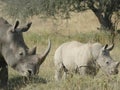 Wide mouth white rhinoceros Maasai Mara Royalty Free Stock Photo