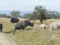 Wide mouth white rhinoceros Maasai Mara Royalty Free Stock Photo