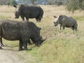 Wide mouth white rhinoceros Maasai Mara Royalty Free Stock Photo