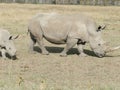 Wide mouth white rhinoceros Maasai Mara Royalty Free Stock Photo