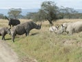 Wide mouth white rhinoceros Maasai Mara Royalty Free Stock Photo