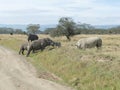 Wide mouth white rhinoceros Maasai Mara Royalty Free Stock Photo