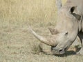 Wide mouth white rhinoceros Maasai Mara Royalty Free Stock Photo