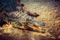 wide-mouthed Crocodile showing teeth Royalty Free Stock Photo