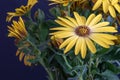 Yellow cape daisy / marguerite blossom and buds,  fine art still life color flower macro on natural blurred and Royalty Free Stock Photo