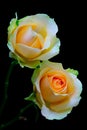 Attention seeking creamy peach color roses with soft and delicate petals on abstract background