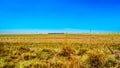 The wide open farmland along the R39 in the Vaal River region of southern Mpumalanga