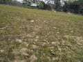 Wide open grass field landscape. Green grass field and green fresh tree plant perspective to copy space for multipurpose Royalty Free Stock Photo