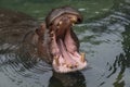 Wide open hippo mouth Royalty Free Stock Photo