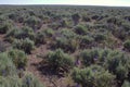 Sagebrush Flat Great Basin Desert Flowers Royalty Free Stock Photo