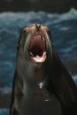 Wide open seal mouth