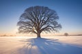 A wide open snowy field, with alone tree and snow dusted branches, morning sunrises casting long shadows, backgrounds Royalty Free Stock Photo