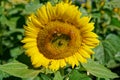 Honey bees on a sunflower Royalty Free Stock Photo