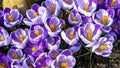 Violet crocuses with lines on petals bloom in spring garden. Purple crocuses attract the first bumblebees and bees. Royalty Free Stock Photo