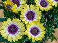 Yellow cape daisy marguerite blossoms and buds on blurred natural background Royalty Free Stock Photo