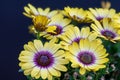Yellow cape daisy marguerite blossoms, fine art still life color flower macro on blurred natural and blue background Royalty Free Stock Photo