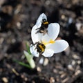 Two bumblebees collecting pollen on flowering white crocus on first spring days.